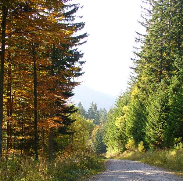 Herbst im Wald