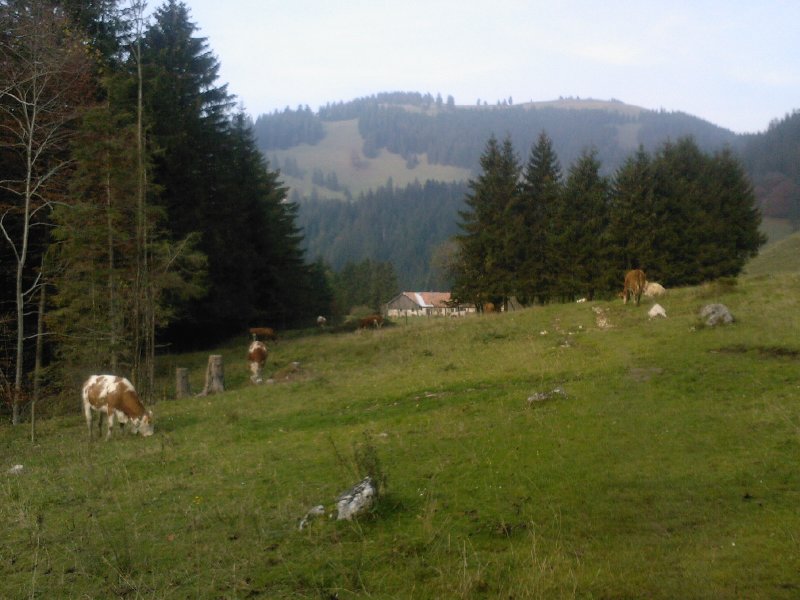 Hillsteiner-Alm